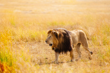 Obraz na płótnie Canvas Beautiful African lion in the nature habitat 