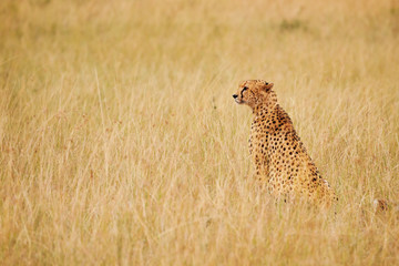 Cheetah sitting in the long dried grass, Kenya