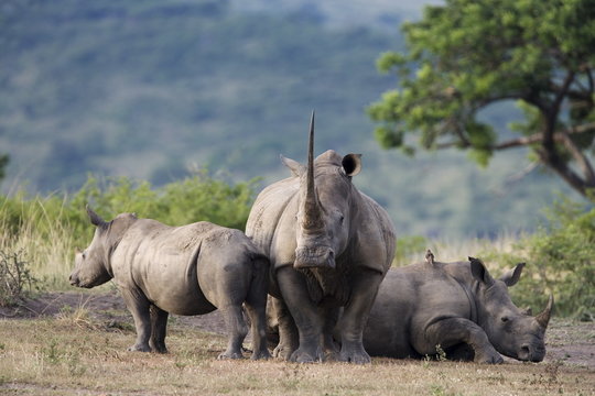 White rhinoceros (Ceratotherium simum), Hluhluwe Umfolozi Park, Kwazulu Natal