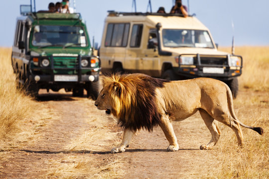 Fototapeta Duży lew krzyżuje drogę przy Afrykańską sawanną