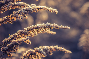 Goldenrod covered with frost on cold morning