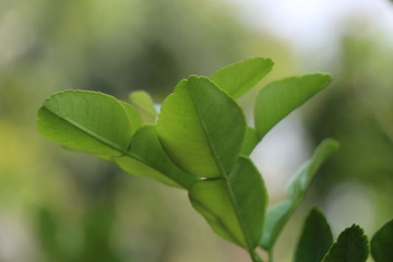 Bergamot leaves fresh in the garden, herb for cooking