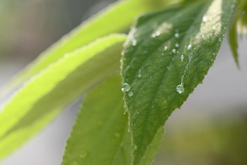 Leaves top tree with the sunshine in the morning time