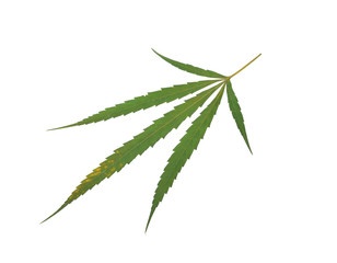 marijuana leaf