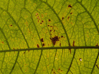 Texture of Purple Ivy Leaf