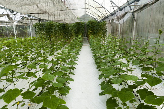 Hydroponics House, Fregate Island Resort, Seychelles