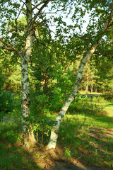 Fototapeta premium summer in birch forest