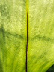 Back of Shadow Aspleniaceae Leaf