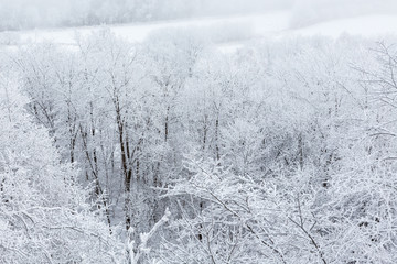 Deciduous forest with frost and snow