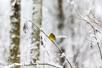 Yellowhammer on a branch in the snowy woods