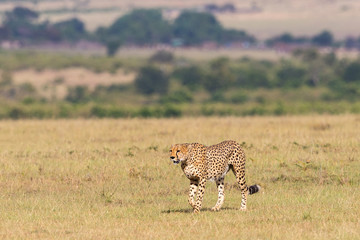 Cheetah walking