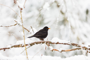 Blackbird on a branch in winter forest
