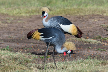 Grey Crowned Cranes