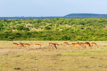 Impala antelope in landscape