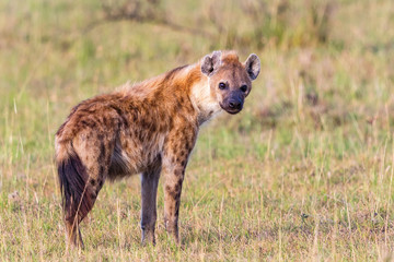 Hyens standing on the savannah