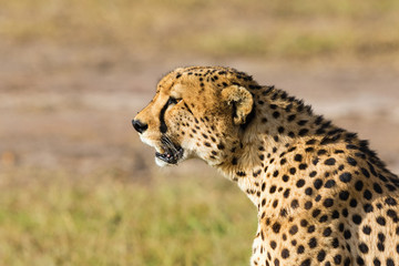 Cheetah