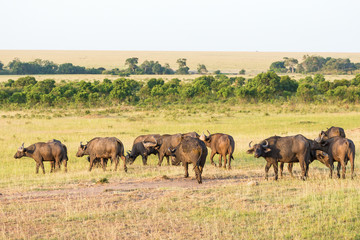 African buffalo on the savannah landscape