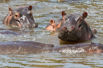 Fototapeta premium Hippos in the water