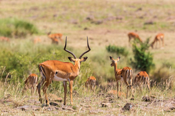 Impala antelopes on the savanna in Africa
