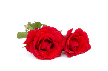 Two red roses isolated on white background