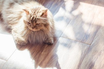 Yellow Persian cat with his/her shadow on the floor.