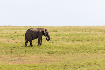Fototapeta premium Elephant walking in the savanna in Africa