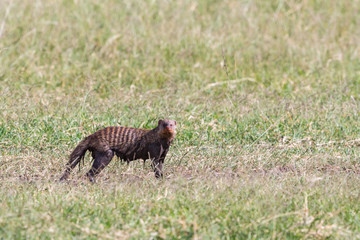 Muddy Banded mongooses in the grass and watching