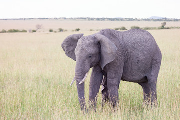 Naklejka na ściany i meble Elephant calf suckling on the savannah