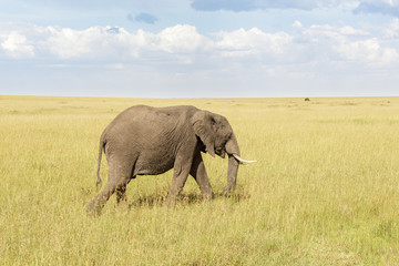Naklejka na ściany i meble Elephant walking in Masai Mara savanna