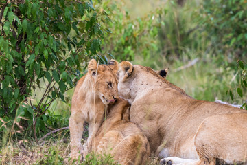 Lioness cuddling with her cubs in the bushes