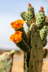 Yellow flowers on a wild cactus