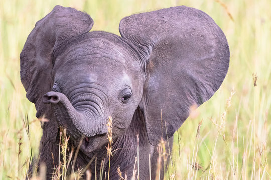 Portrait of an elephant calf in the grass