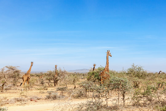 Flock of giraffes in a dry savanna landscape