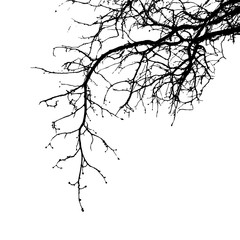 Obraz premium Realistic tree branches silhouette (Vector illustration).Eps10
