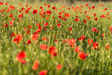 Poppy field