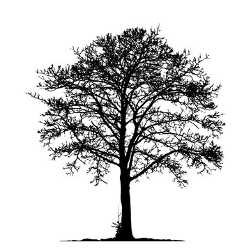 Tree without Leaves Vector Illustration, EPS 10.