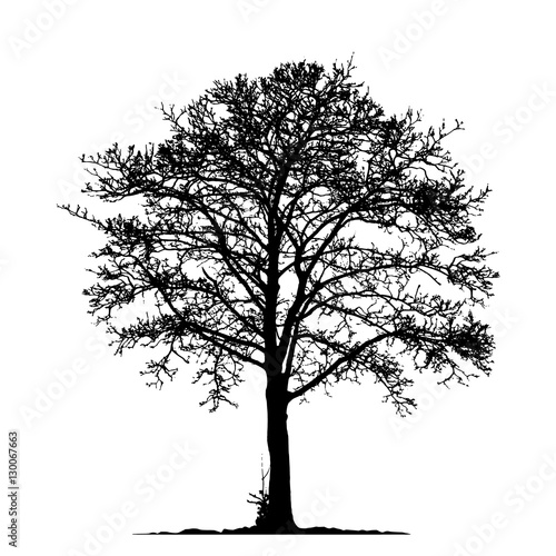 "Tree without Leaves Vector Illustration, EPS 10." Stock image and