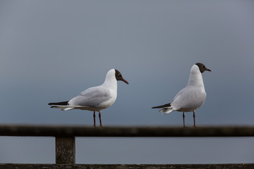 portrait of natural common black-headed gull 