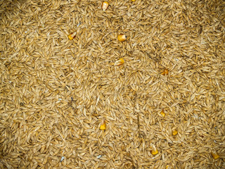 Natural texture of barley and corn © anuskiserrano