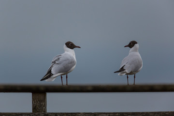portrait of natural common black-headed gull 