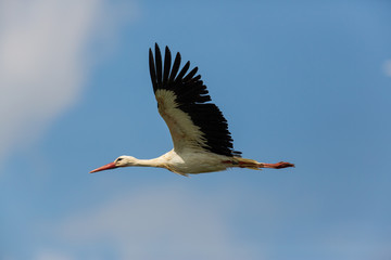 portrait of natural ciconia stork