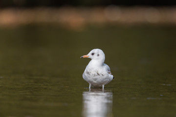 portrait of natural common black-headed gull (Chroicocephalus)