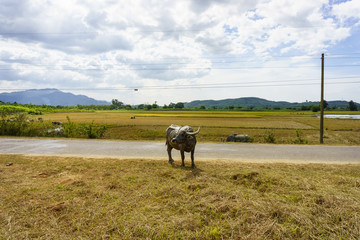 Buffalo in the field.