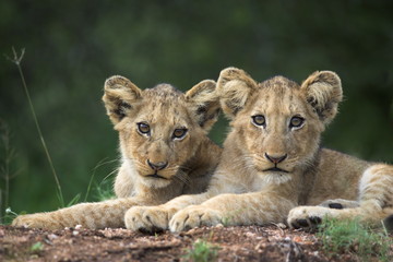 Lion cubs, Panthera leo, in Kruger National Park Mpumalanga