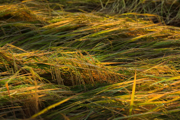 Rice falling down the wind