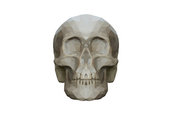 Low poly skull Geometric Illustration on White Background