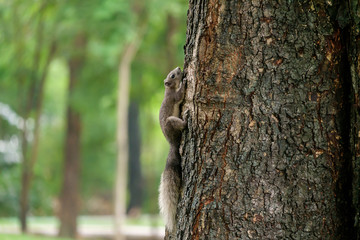 Obraz premium The small squirrel.