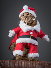 Santa Claus Cat