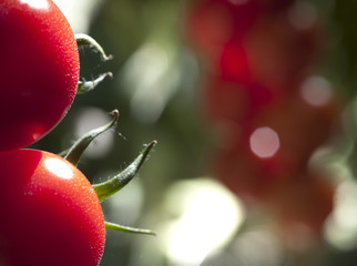 close-up of red tomatoes in dutch greenhouse
