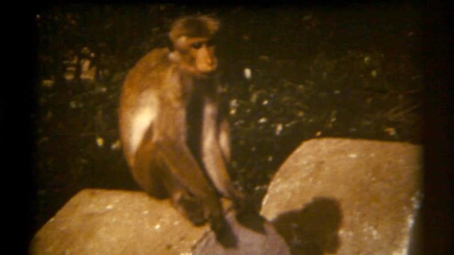 A bored macaque near the jungle in Sri Lanka.
